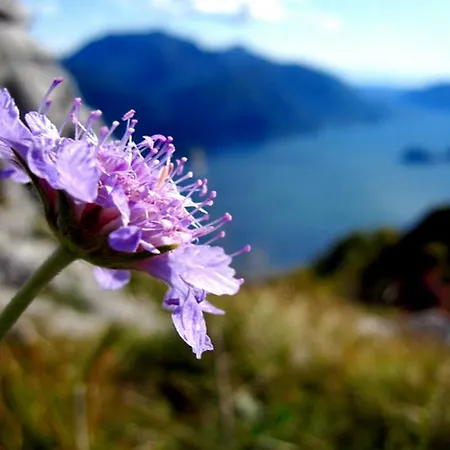 Poggio Fiorito Loggetta Menaggio